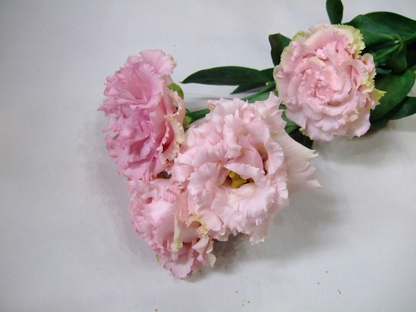 ﾄﾙｺ ﾔｴ ﾎﾞﾔｰｼﾞｭ ﾋﾟﾝｸ 2L 【予約メニュー】国産予定　産地おまかせ