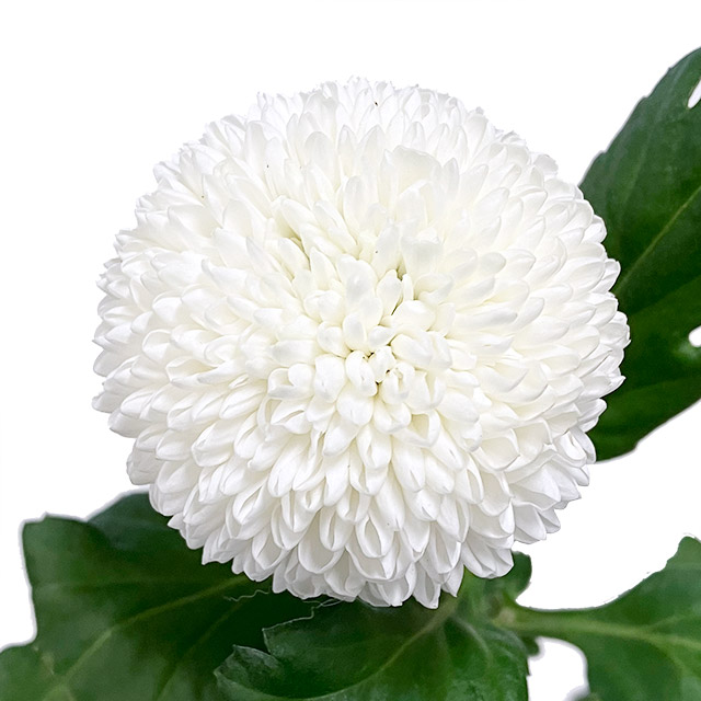 ピンポンマム　ホワイト ホワイト L 推奨産地