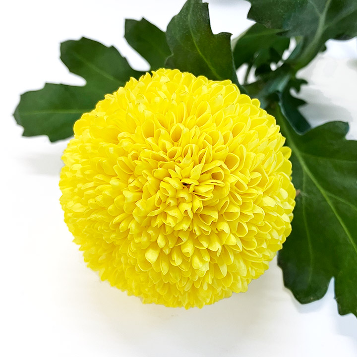 ピンポンマム　イエロー イエロー L 推奨産地