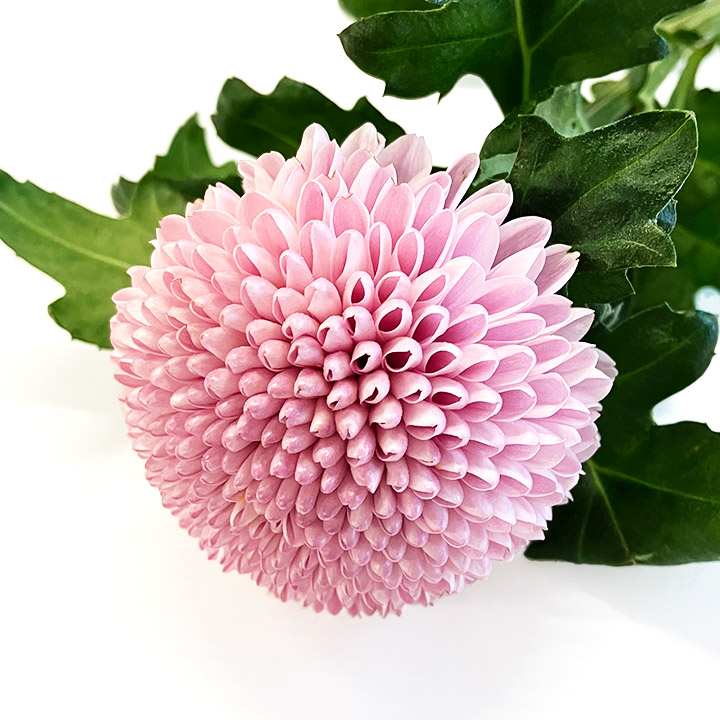 ピンポンマム　ピンク L 推奨産地【予約メニュー】産地おまかせ