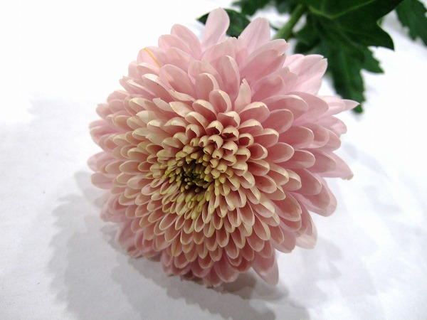 デコラマム　ピンク　オペラ オペラ L 推奨産地