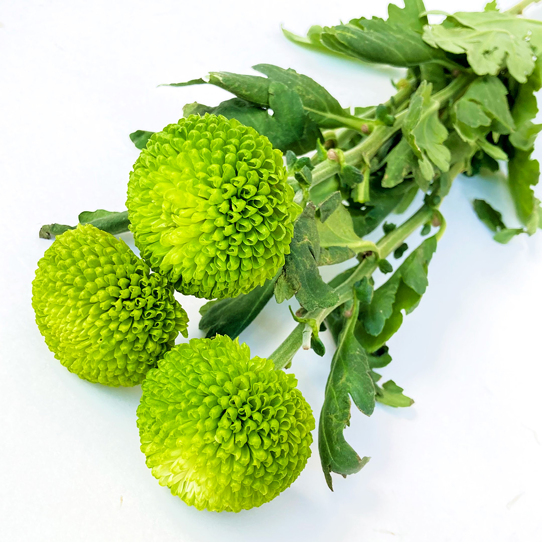 ピンポンマム　グリーン グリーン L 推奨産地