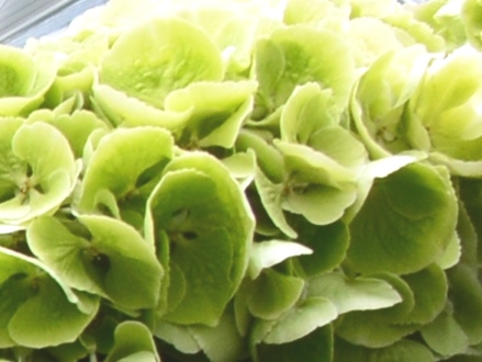 ハイドランジア　グリーン L 青木園芸　色幅有り 【予約メニュー】