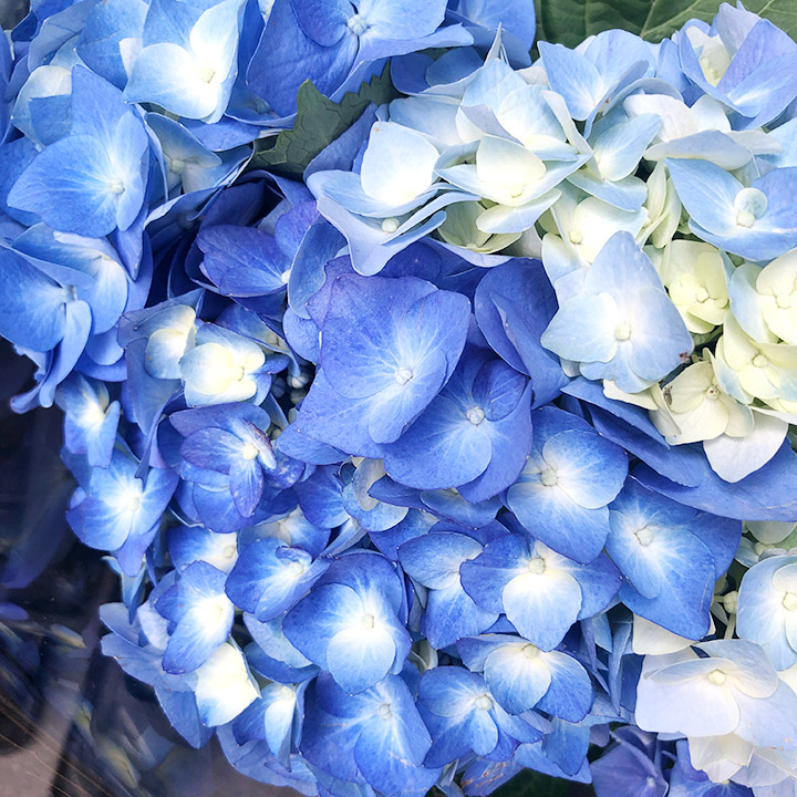 ハイドランジア　ブルー L 青木園芸　色幅有り 【予約メニュー】