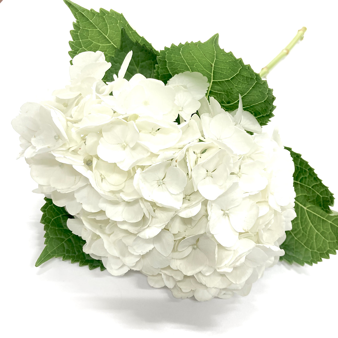 ハイドランジア　ホワイト L 青木園芸　色幅有り 【予約メニュー】