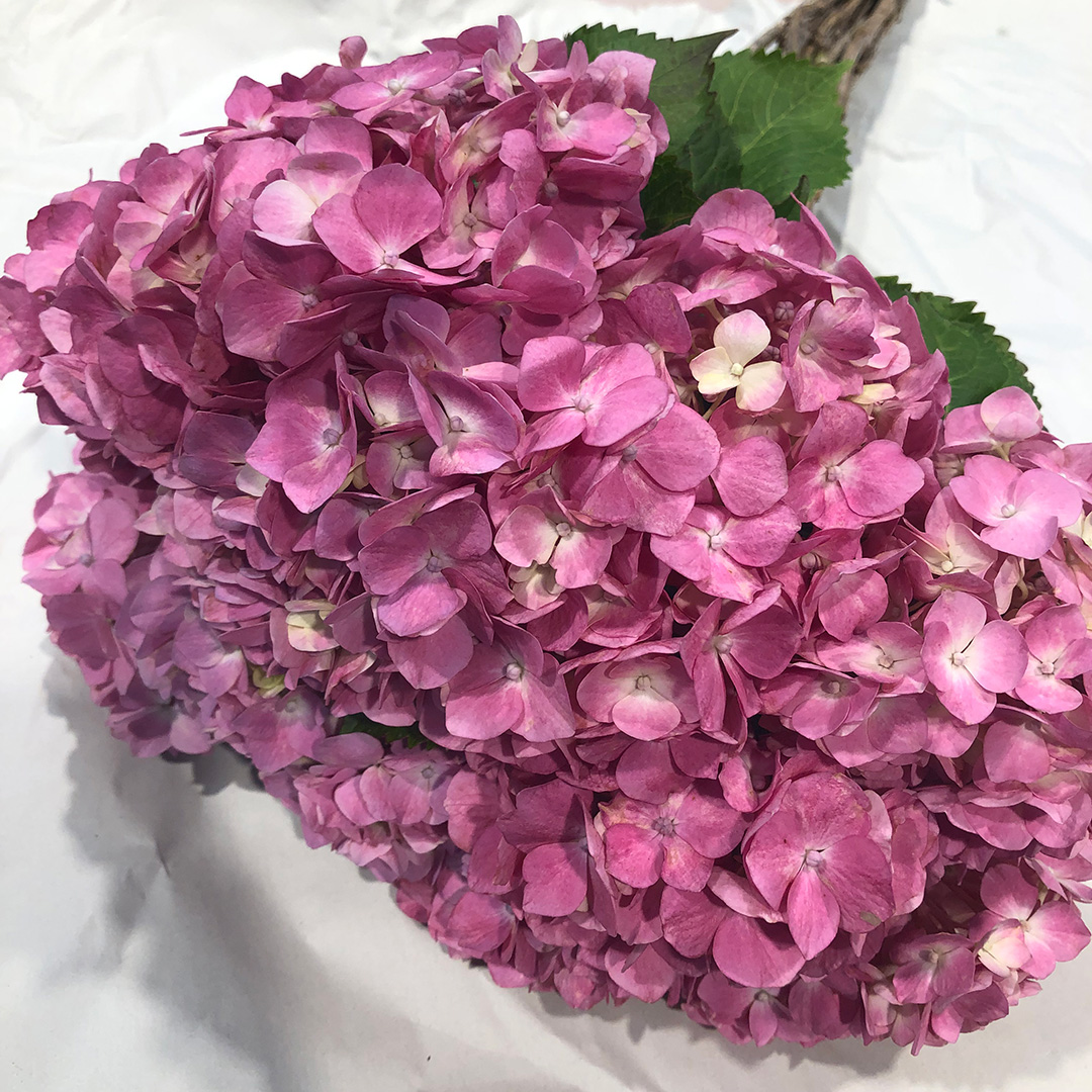 ハイドランジア　ピンク L 青木園芸　色幅有り 【予約メニュー】