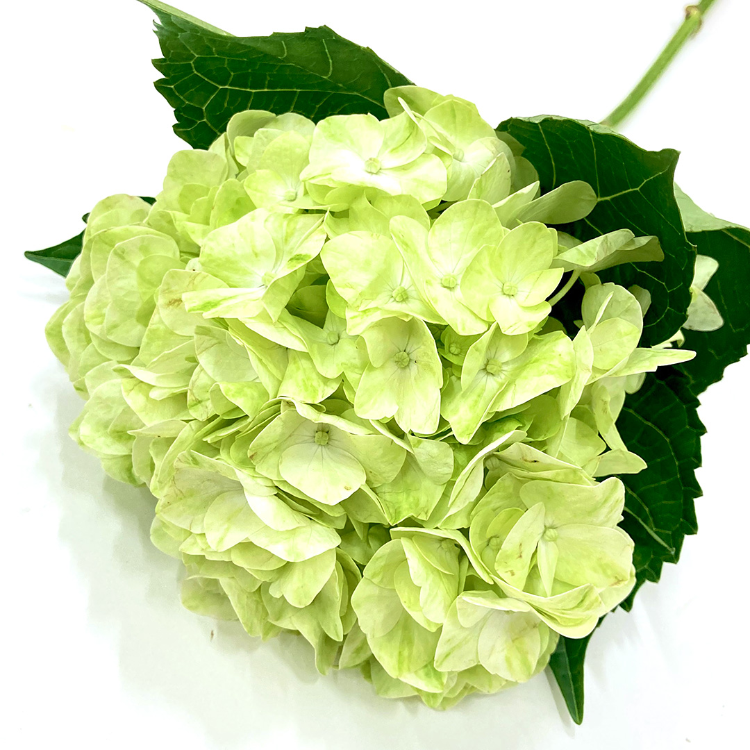 アジサイ　ハイドランジア　ライトグリーン ライトグリーン L 推奨産地