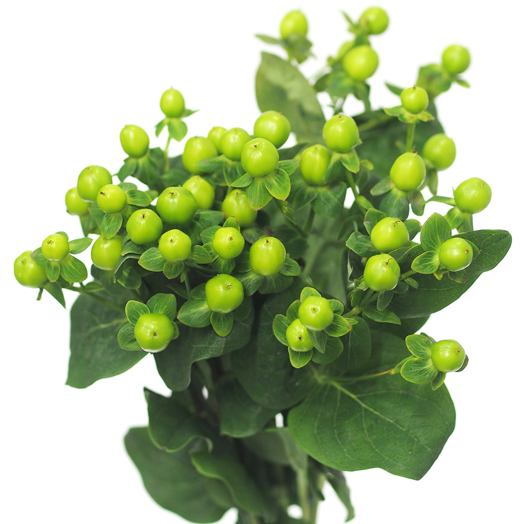 ヒペリカム　ヒペリカム　グリーン L【推奨産地】