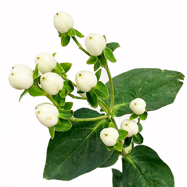 ヒペリカム　ヒペリカム　ホワイト L【推奨産地】