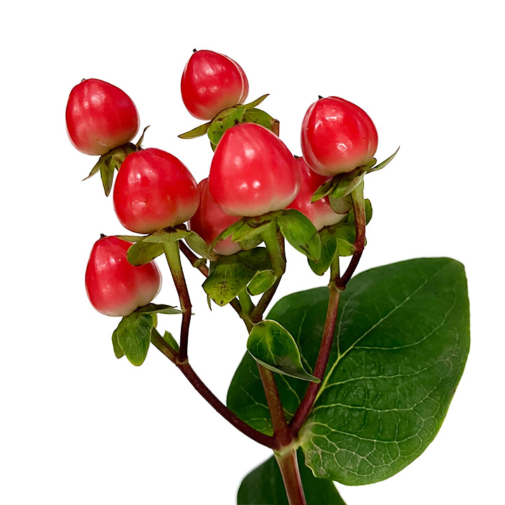 ヒペリカム　ヒペリカム　レッド L【推奨産地】