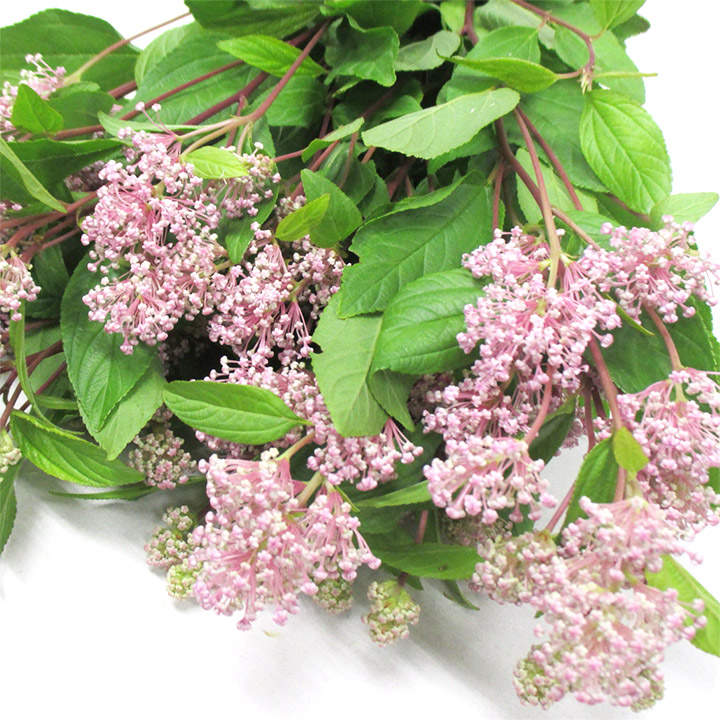 エダモノ マリーサイモン L 【予約メニュー】推奨産地