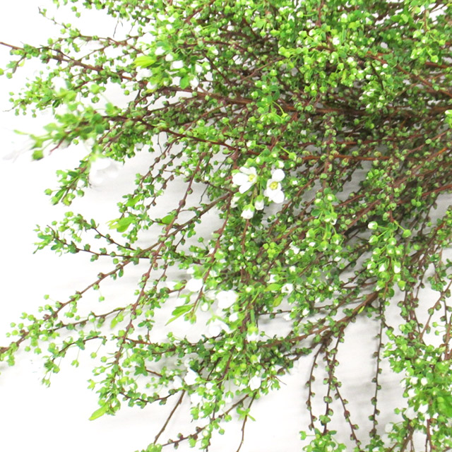 エダモノ 雪柳 3L※宅配不可 (緑)