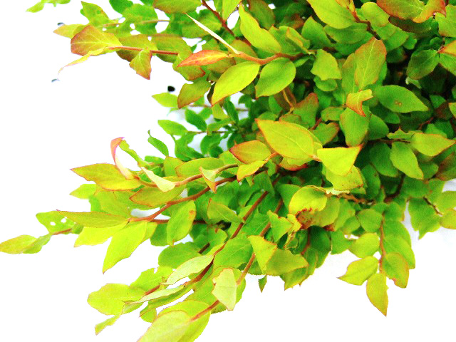 エダモノ 夏ハゼ L 70cm 【予約メニュー】推奨産地