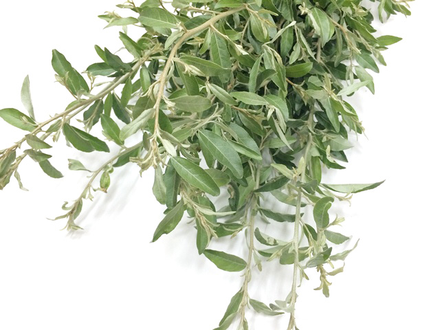 ｴﾀﾞﾓﾉ オリーブ 40cm 【予約メニュー】国産中心