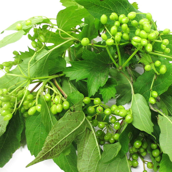 エダモノ コンパクタ L 【予約メニュー】推奨産地