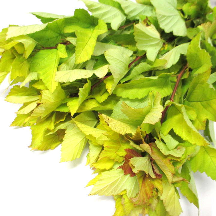 エダモノ ルテウス L 【予約メニュー】推奨産地