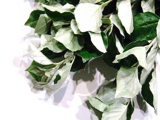 ｴﾀﾞﾓﾉ グミの葉 40cm 【予約メニュー】40-50センチ　武笠農園など