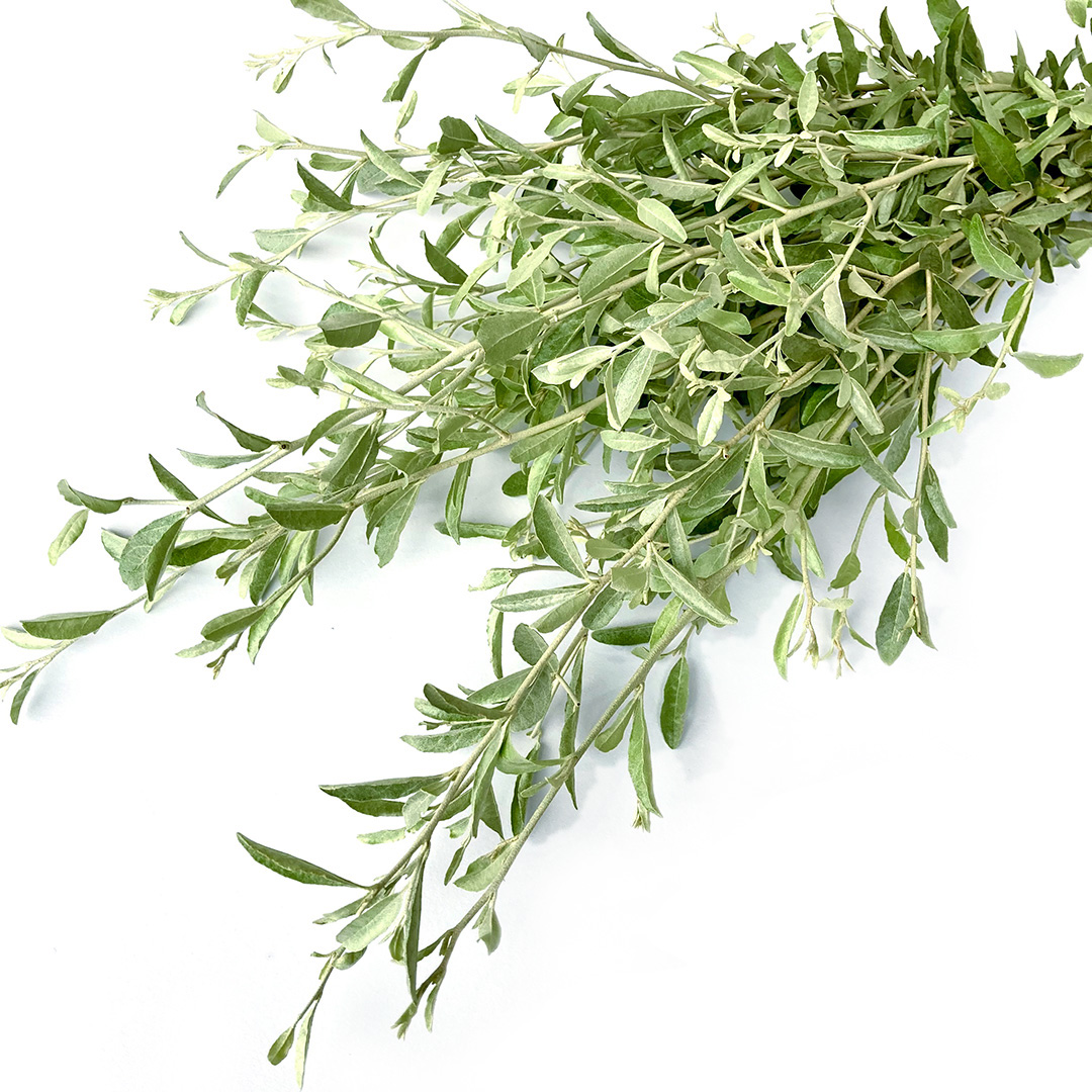 エダモノ ロシアンオリーブ 100CM※宅配不可 (その他)