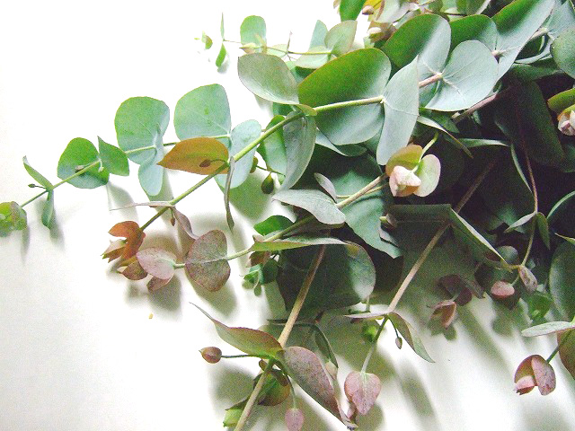 エダモノ ユーカリ シネレア 60ｃｍ (その他)