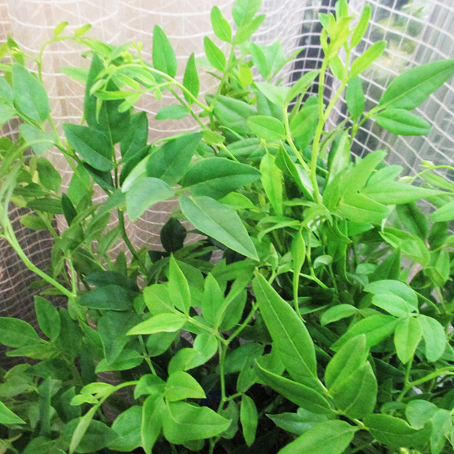 エダモノ ソケイ L ※宅配時70cm 【予約メニュー】推奨産地