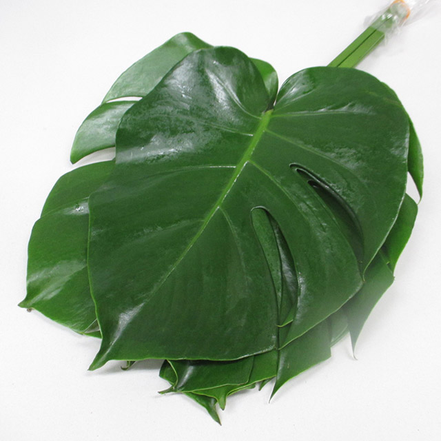 ハモノ モンステラ M30CM (緑)