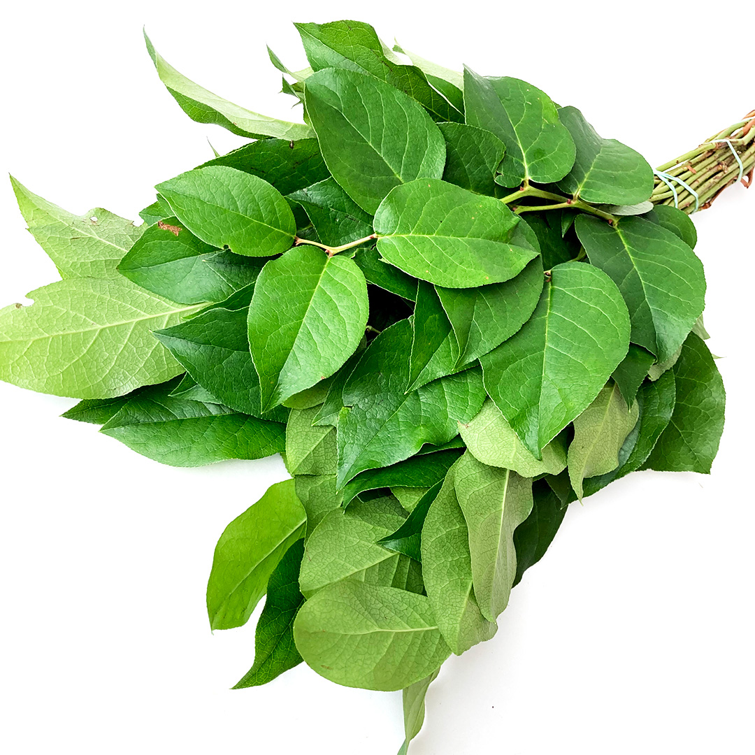 レモンリーフ レモンリーフ 束 推奨産地