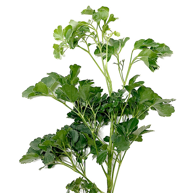 ﾊﾓﾉ ポリシャス L 【予約メニュー】輸入