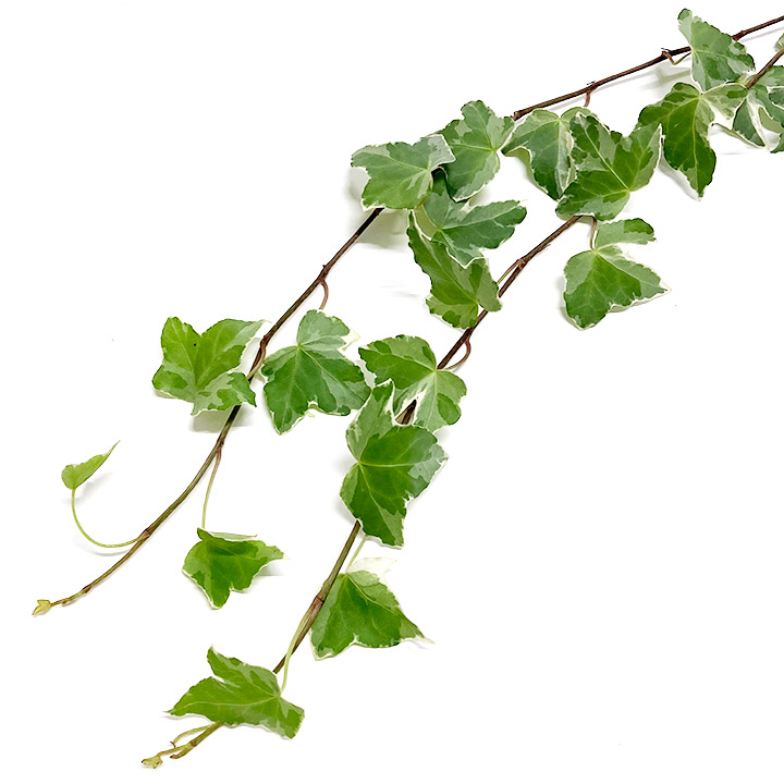 アイビー　斑入り アイビー斑入り Ｍ 推奨産地