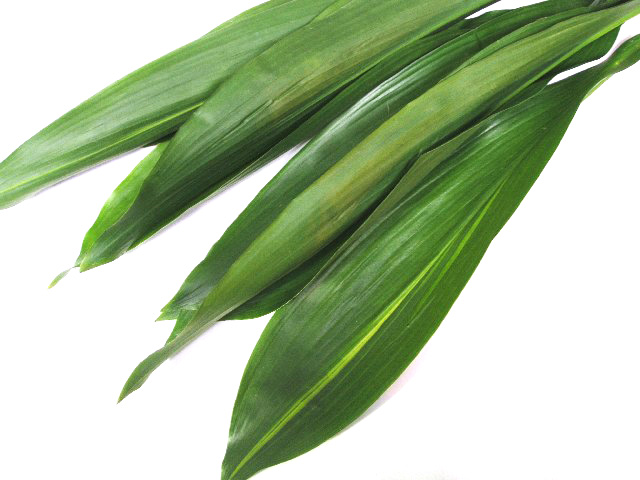 ハラン　青ハラン 青ハラン L 推奨産地