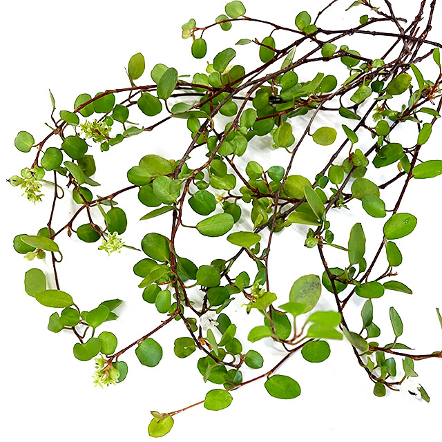 ワイヤープランツ ワイヤープランツ Ｍ 推奨産地