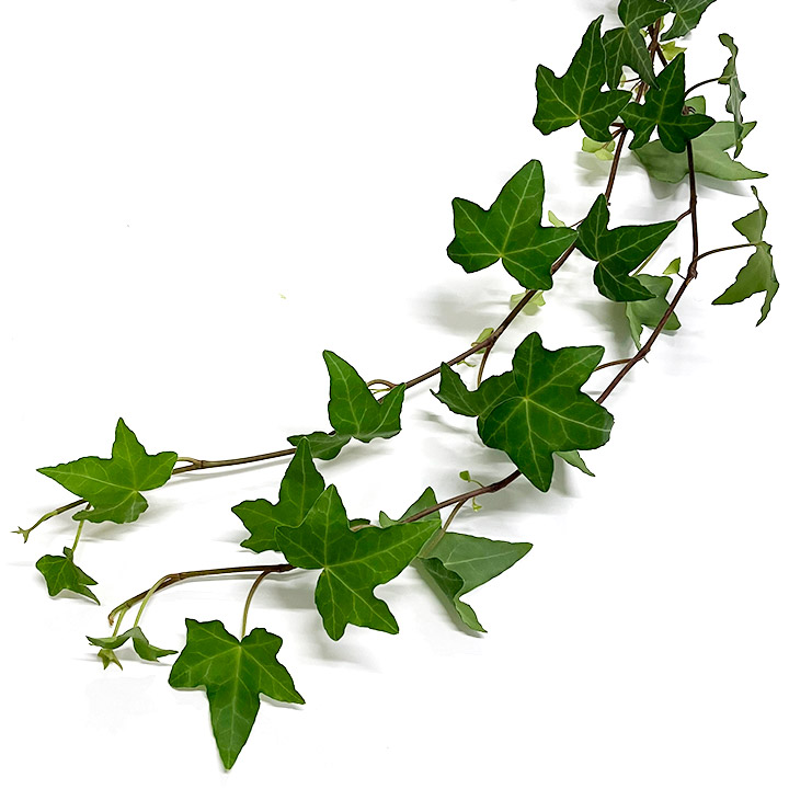 アイビー　グリーン グリーン Ｍ 推奨産地