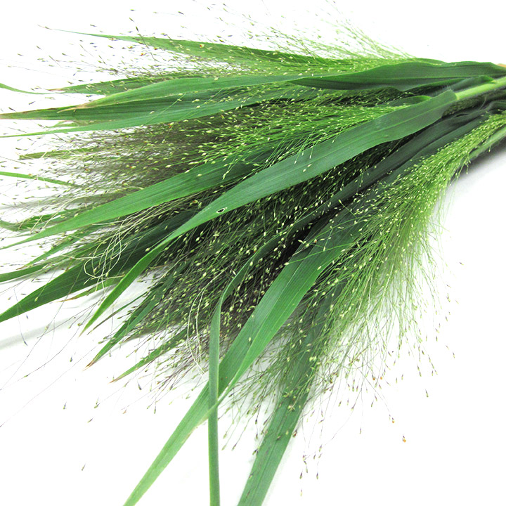 ﾊﾓﾉ スモーク　グラス L 【予約メニュー】産地おまかせ