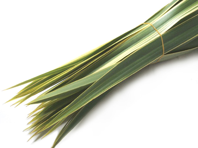 ハモノ 入才 特 (複色)