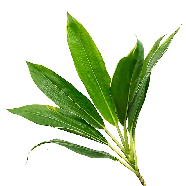 ﾄﾞﾗｾﾅ　 コーディライン　Ｗ 70cm 【予約メニュー】輸入