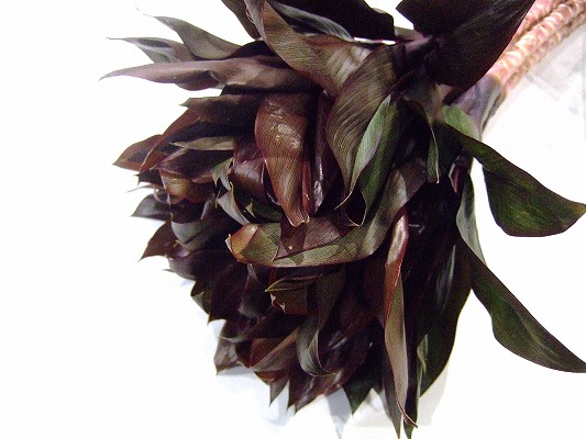 ドラセナ　ルイ コンパクタ－レッド ＡＬ (赤)