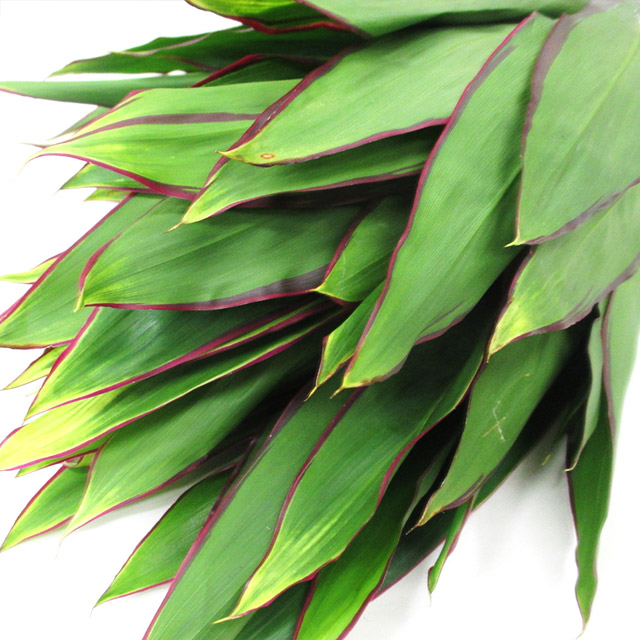 ドラセナ　レモン　レッドエッジ　(70cm)【輸入】 【予約メニュー】
