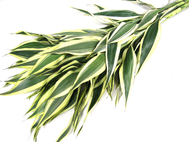 ﾄﾞﾗｾﾅ　 サンデリアーナ　Ｗ 40cm 【予約メニュー】40cm前後　輸入