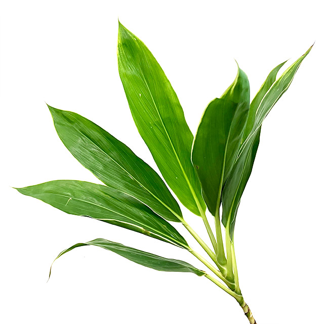 ドラセナ　グリーン グリーン Ｌ 推奨産地