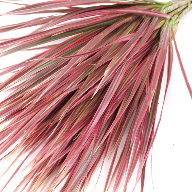 ドラセナ　コンシンネン　レインボー　(50cm)【推奨産地】 【予約メニュー】