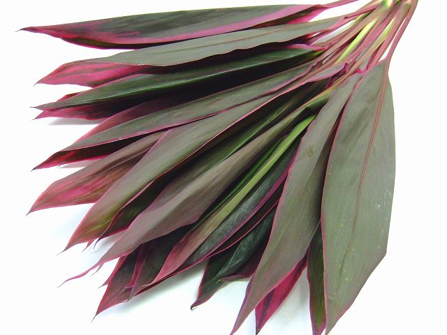 ドラセナ　レッド レッド Ｌ 推奨産地