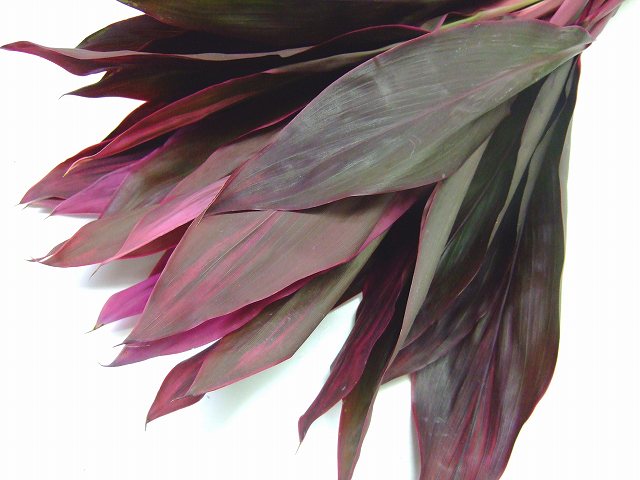 ﾄﾞﾗｾﾅ　 コーディライン　Ｒ 70cm 【予約メニュー】輸入