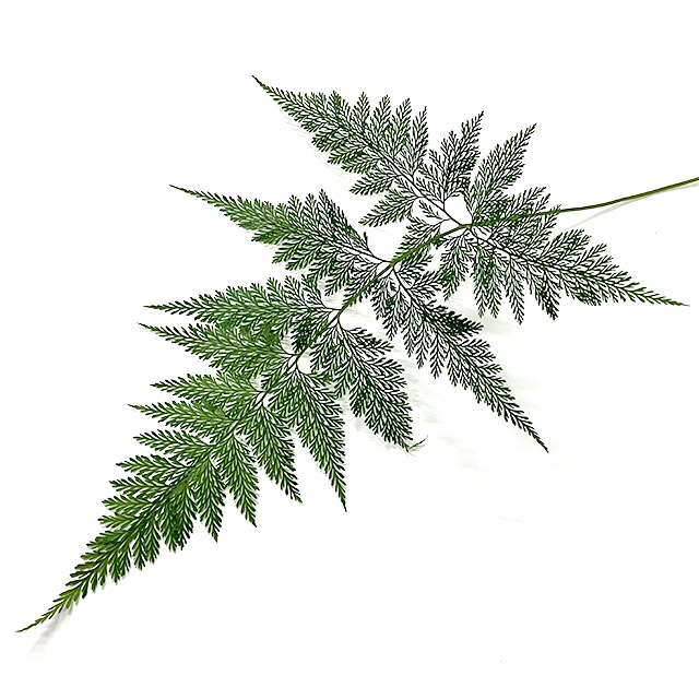 ﾚｻﾞｰﾌｱﾝ ダバリア　ファン M 【予約メニュー】輸入