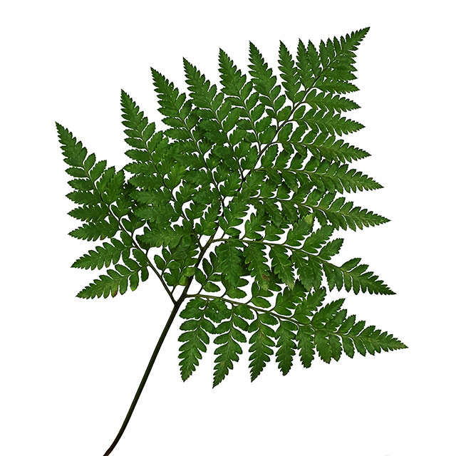 ﾚｻﾞｰﾌｱﾝ レザー　ファン 40センチ 【予約メニュー】輸入