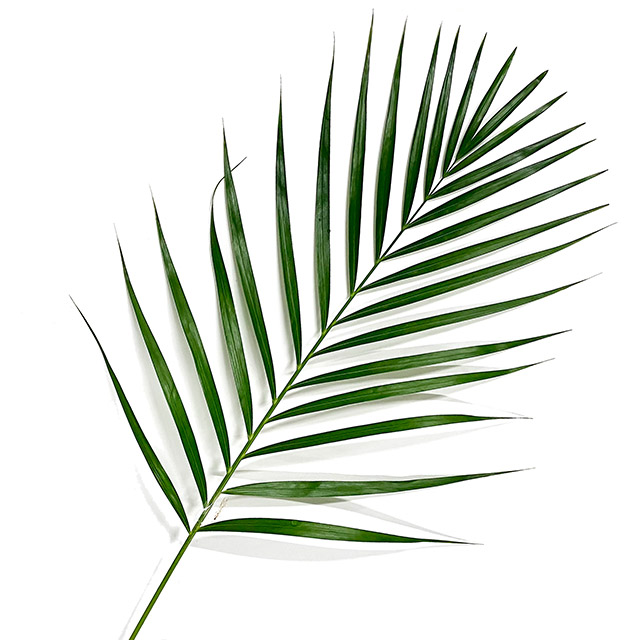 アレカ アレカヤシ 70CM (緑)