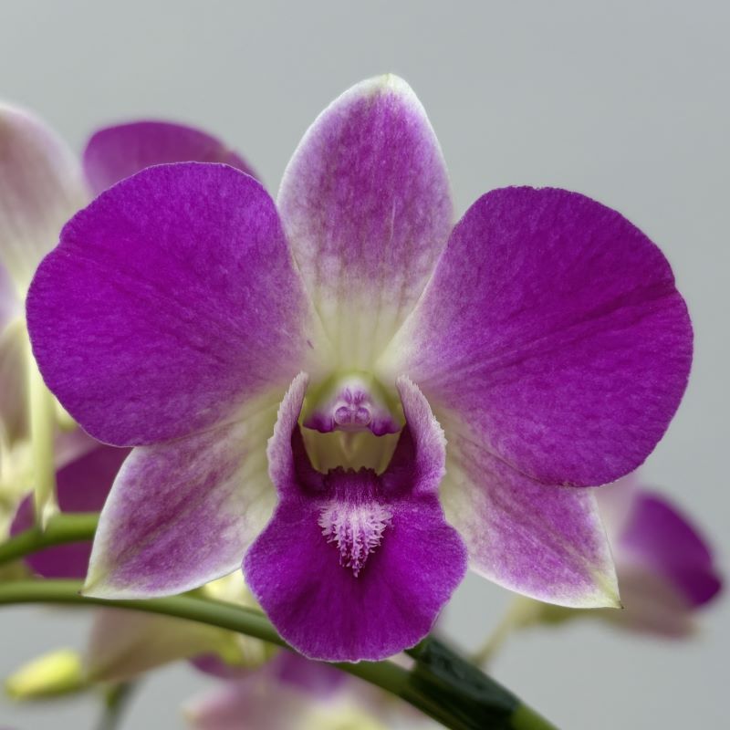 デンファレ（洋蘭）5本立　鉢物　濃いピンク系　☆品種おまかせ　※離島不可