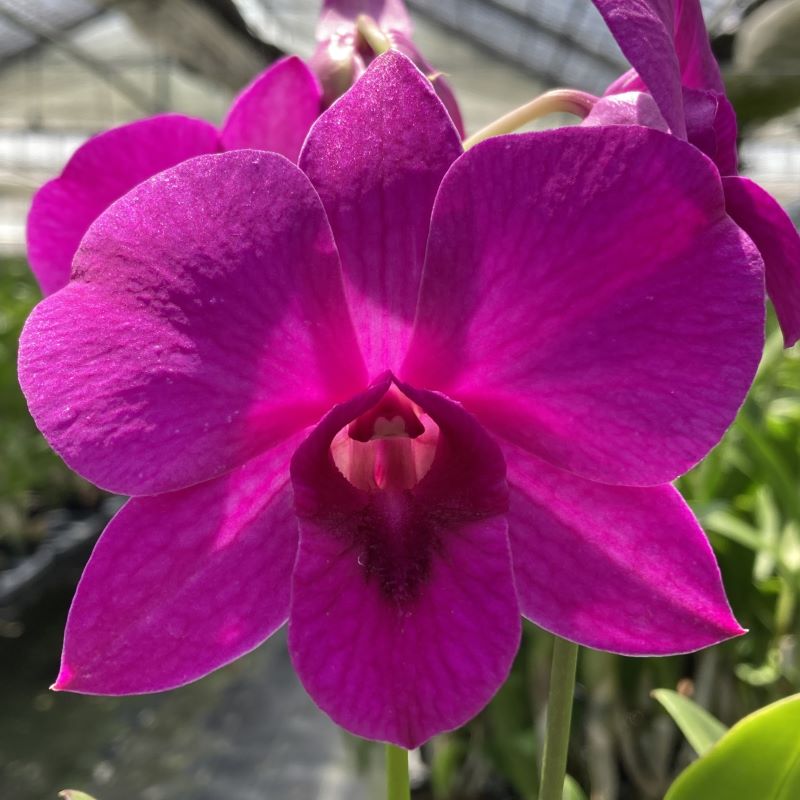 デンファレ（洋蘭）5本立　鉢物　濃いピンク系　☆品種おまかせ　※離島不可