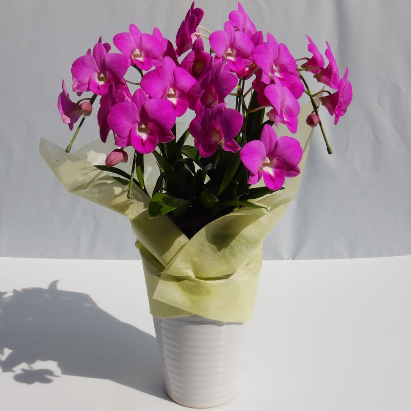 デンファレ（洋蘭）5本立　鉢物　濃いピンク系　☆品種おまかせ　※離島不可