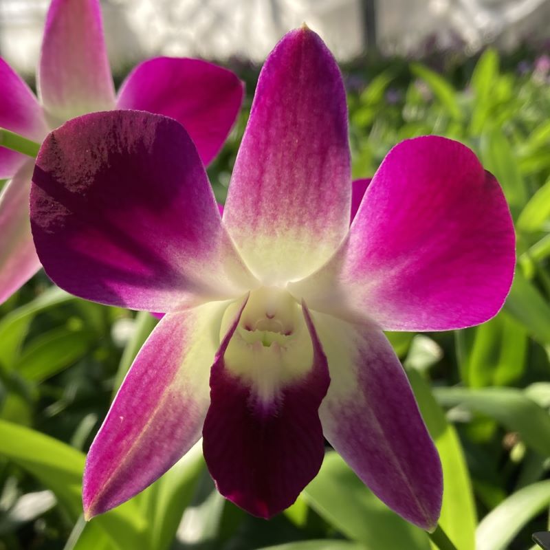 デンファレ（洋蘭）5本立　鉢物　濃いピンク系　☆品種おまかせ　※離島不可