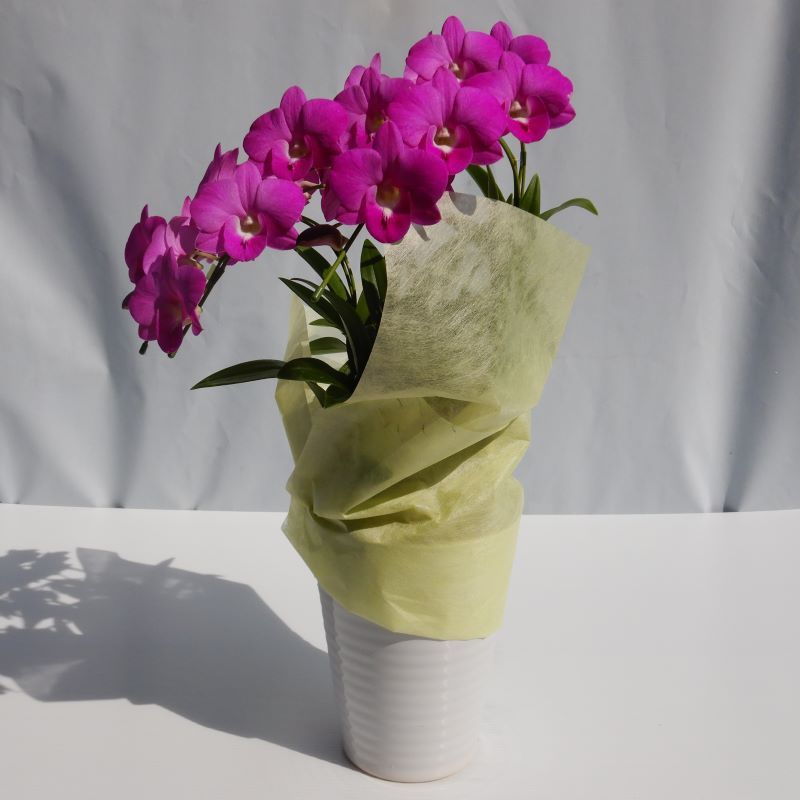 デンファレ（洋蘭）5本立　鉢物　濃いピンク系　☆品種おまかせ　※離島不可