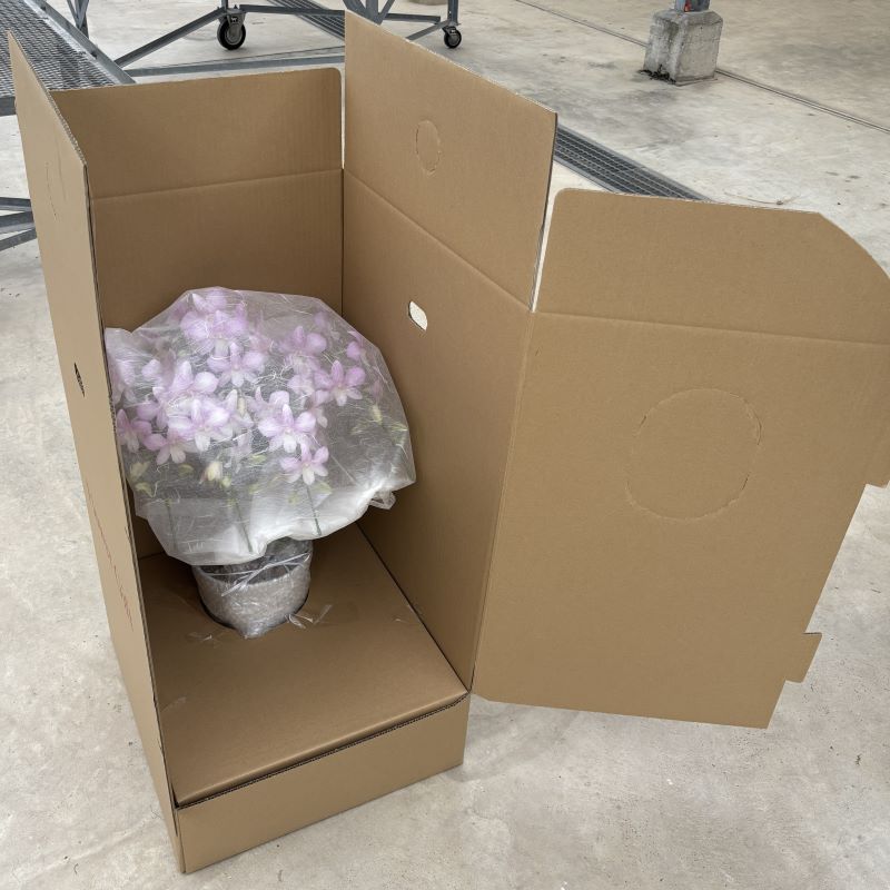 デンファレ（洋蘭）5本立　鉢物　白系　☆品種おまかせ　※離島不可